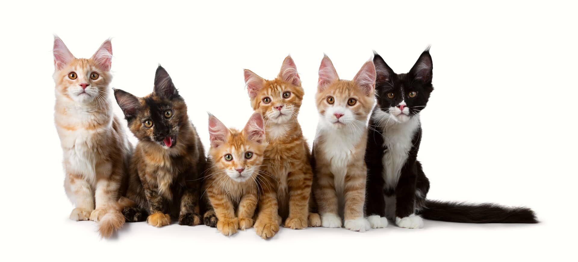 Шесть кошек
